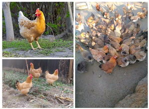 楊澤江農產品供應基地 中國惠農網上的優質食用農產品批發伙伴